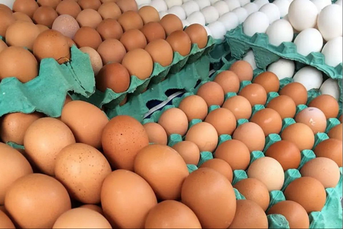 Ovos de granja com caso de gripe aviária estão rastreados