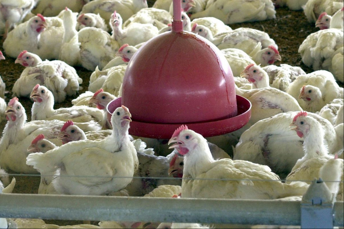 O Brasil confirmou neste mês o primeiro caso de vírus da influenza aviária de alta patogenicidade (IAAP) /Foto: Arquivo/Agência Brasil