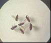 Culicoides paraensis, conhecido como maruim ou mosquito-pólvora