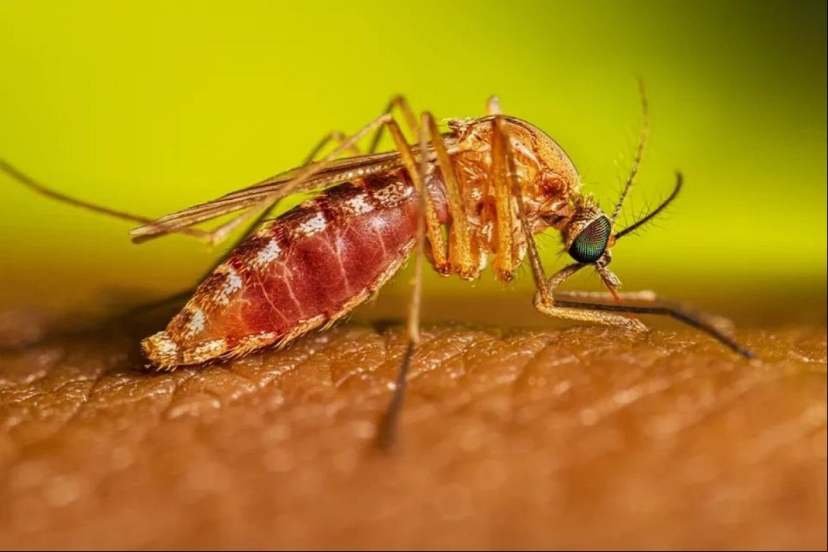 Culicoides paraensis, conhecido como maruim ou mosquito-pólvora/Lauren Bishop/CDC/Divulgação